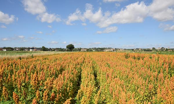 Trasferimento tecnologico, la quinoa “made in Unifi” entra nel mercato degli pseudocereali