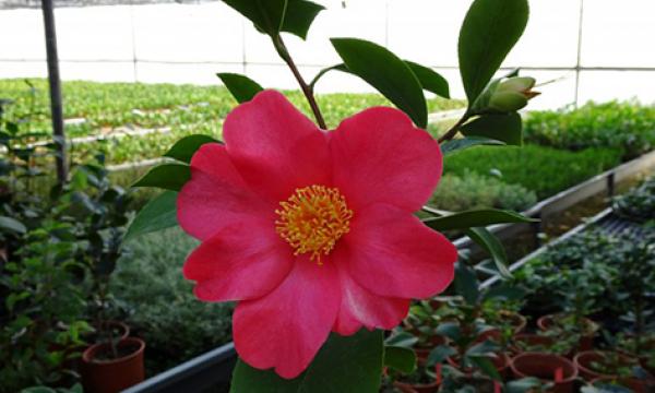 I primi ibridi italiani di Camelia azalea