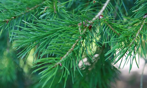 La douglasia un'opportunità per il futuro della filiera legno in Toscana