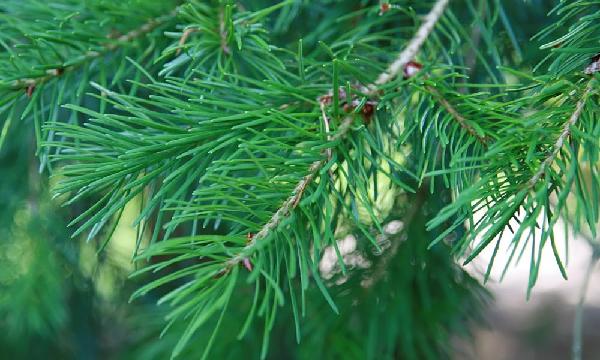 La douglasia un'opportunità per il futuro della filiera legno in Toscana