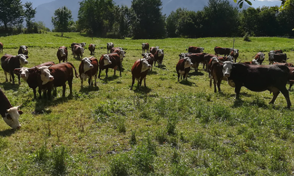 PASTORALP: un contributo alle sfide agro-climatico-ambientali