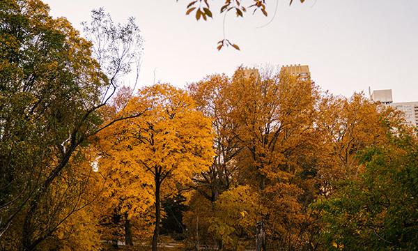 INCARICO DI LAVORO AUTONOMO