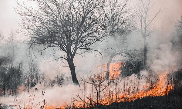 Incendi boschivi, dall'Università di Firenze una app che previene i rischi 