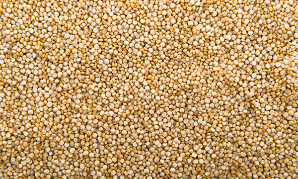 Presentazione della filiera della Quinoa italiana
