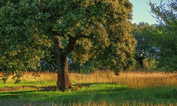 CORSO DI DOTTORATO IN SISTEMI AGRICOLO-FORESTALI AVANZATI E SOSTENIBILI.