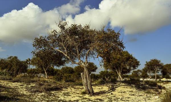 INCARICO DI LAVORO AUTONOMO