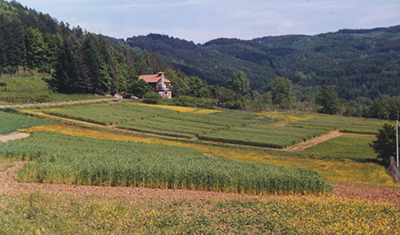 Azienda di Spedaletto