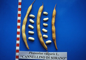 fagiolo cannellino di sorano seme