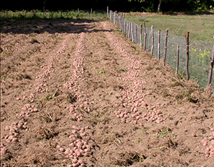 patata rossa di cetica raccolta