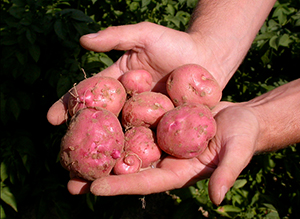 patata rossa di cetica tuberi