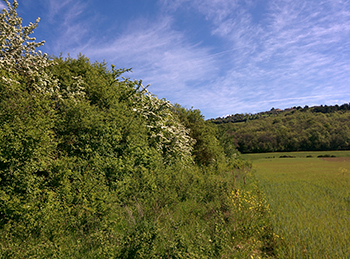 fig5a-old-organic-hedge-april.jpg